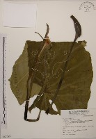 姑婆芋藏品圖，第1張