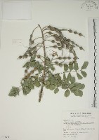 毛苦參藏品圖，第1張