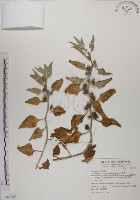 番杏藏品圖，第1張