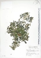 臺灣黃菫藏品圖，第1張