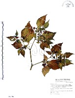 龍珠藏品圖，第1張