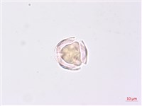 龍珠藏品圖，第2張