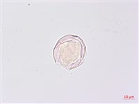 龍珠藏品圖，第4張