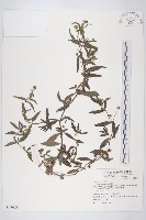 鱧腸藏品圖，第4張