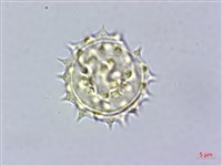 鱧腸藏品圖，第1張