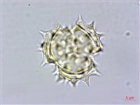 鱧腸藏品圖，第2張