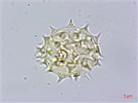 鱧腸藏品圖，第3張