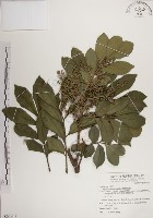 蘭嶼樹蘭藏品圖，第1張