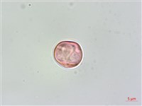 蘭嶼樹蘭藏品圖，第4張