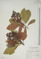 大野牡丹藏品圖，第1張