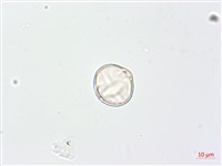 羊不食、毛茄藏品圖，第2張