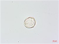 羊不食、毛茄藏品圖，第3張