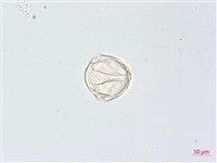 羊不食、毛茄藏品圖，第4張