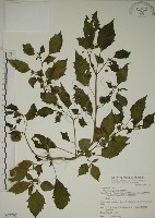 燈籠草藏品圖，第1張