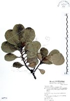 山欖、樹青藏品圖，第1張