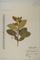 交趾衛矛藏品圖，第1張