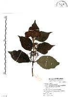 杜虹花，台灣紫珠藏品圖，第1張