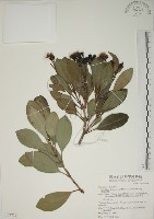 密脈赤楠藏品圖，第1張