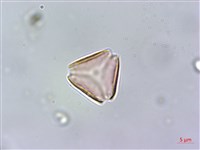 密脈赤楠藏品圖，第2張