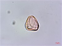 密脈赤楠藏品圖，第3張