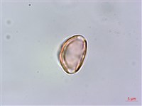 密脈赤楠藏品圖，第4張