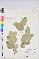 白樹仔藏品圖，第1張