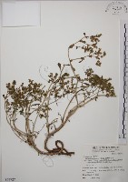 台灣佛甲草、石板菜藏品圖，第1張