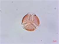 台灣佛甲草、石板菜藏品圖，第2張