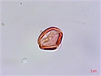 台灣佛甲草、石板菜藏品圖，第4張