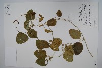 蘭嶼牛皮消、蘭嶼白薇藏品圖，第1張