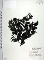 蘭嶼柿藏品圖，第1張