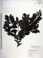 蘭嶼柿藏品圖，第1張