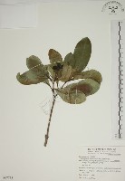 蘭嶼海桐藏品圖，第1張