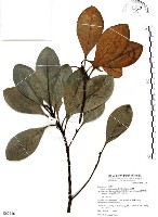 山欖、樹青藏品圖，第1張