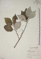 四脈麻藏品圖，第1張