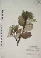 四脈麻藏品圖，第1張