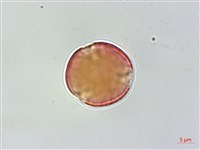 蘭嶼虎皮楠藏品圖，第1張