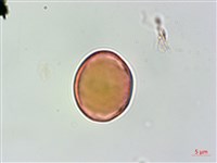 蘭嶼虎皮楠藏品圖，第2張