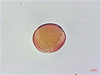 蘭嶼虎皮楠藏品圖，第3張