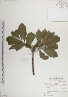 蘭嶼樹蘭藏品圖，第1張