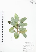 山豬枷藏品圖，第1張