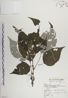 落尾麻藏品圖，第1張