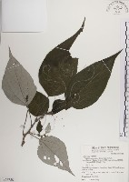 落尾麻藏品圖，第1張