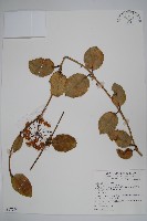 毬蘭藏品圖，第1張