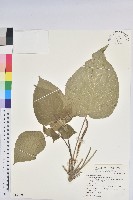 紅頭鐵莧、蘭嶼鐵莧藏品圖，第1張