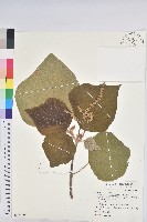 野桐藏品圖，第1張