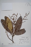 鈍葉大果漆, 小葉大果漆藏品圖，第1張