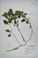 賽山藍藏品圖，第1張