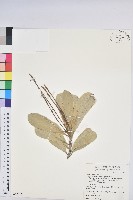 蘭嶼土沉香藏品圖，第4張