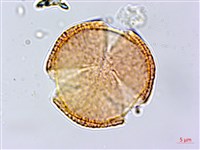 蘭嶼土沉香藏品圖，第3張